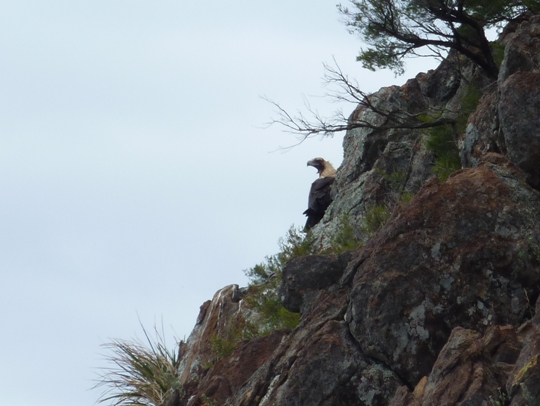 Perched close to join us on our Rest Stop